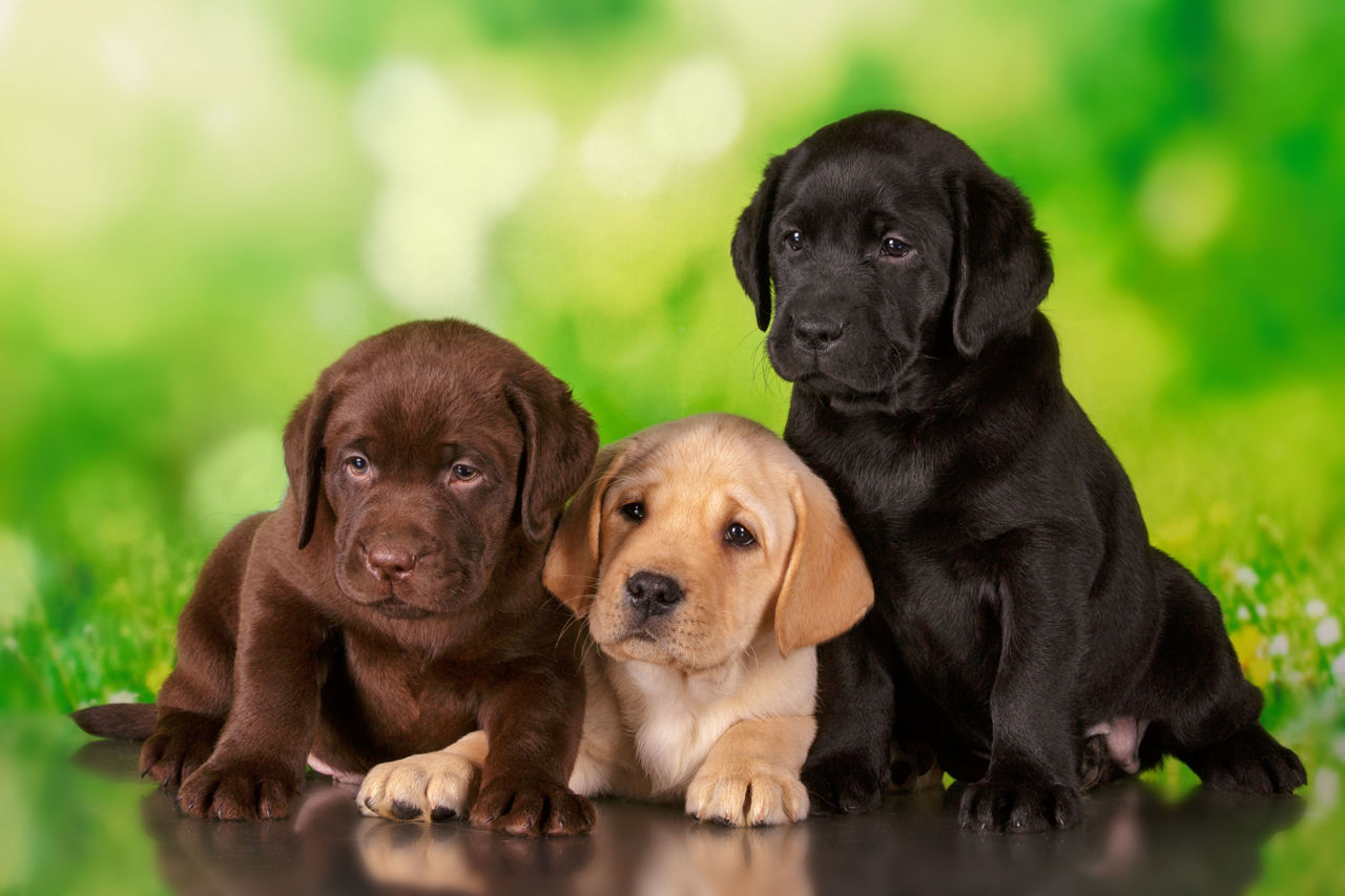 Dog Coat Colors DNA tests for your pets